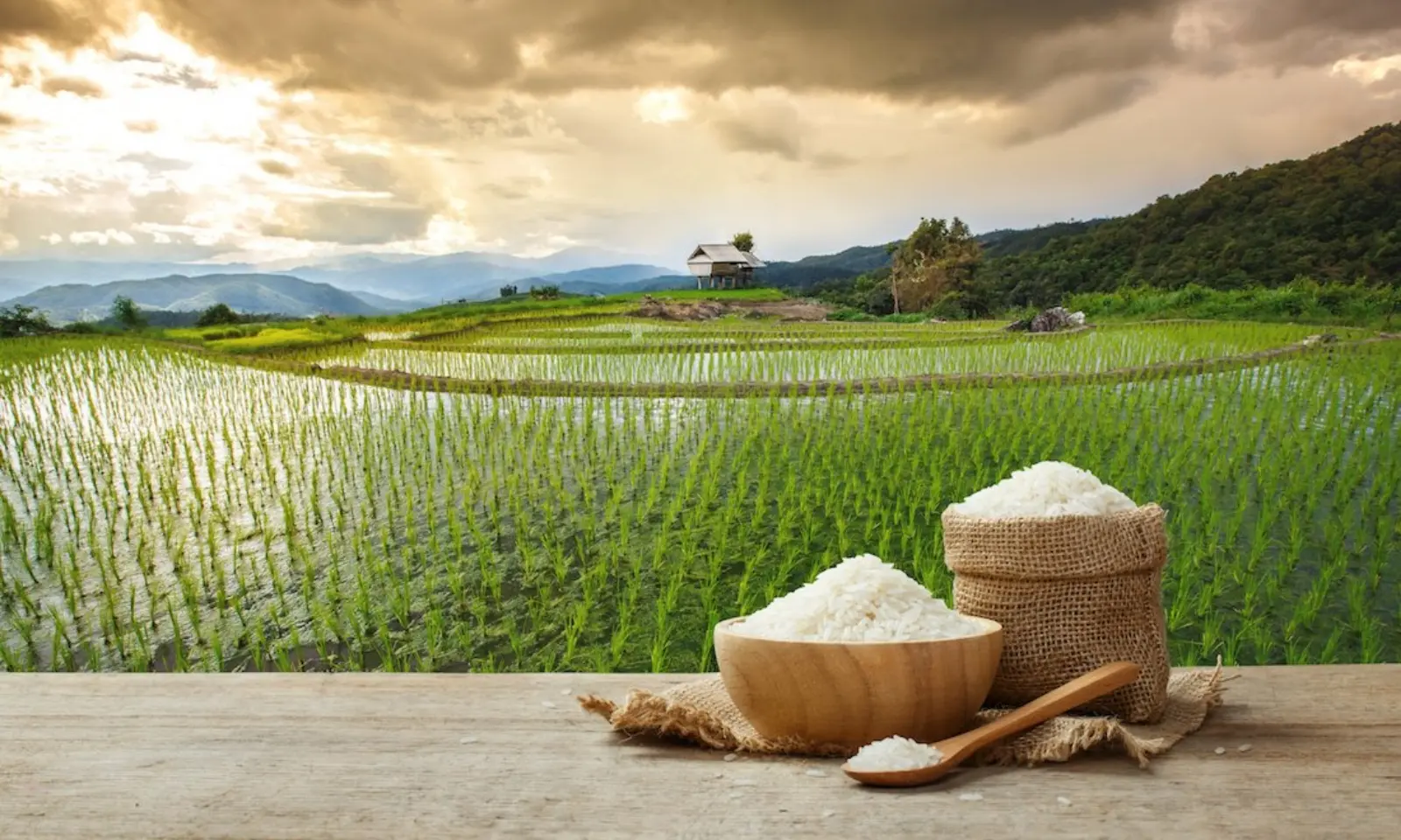 تعلیق واردات برنج در فیلیپین؛ تهدیدی برای صادرات تایلند