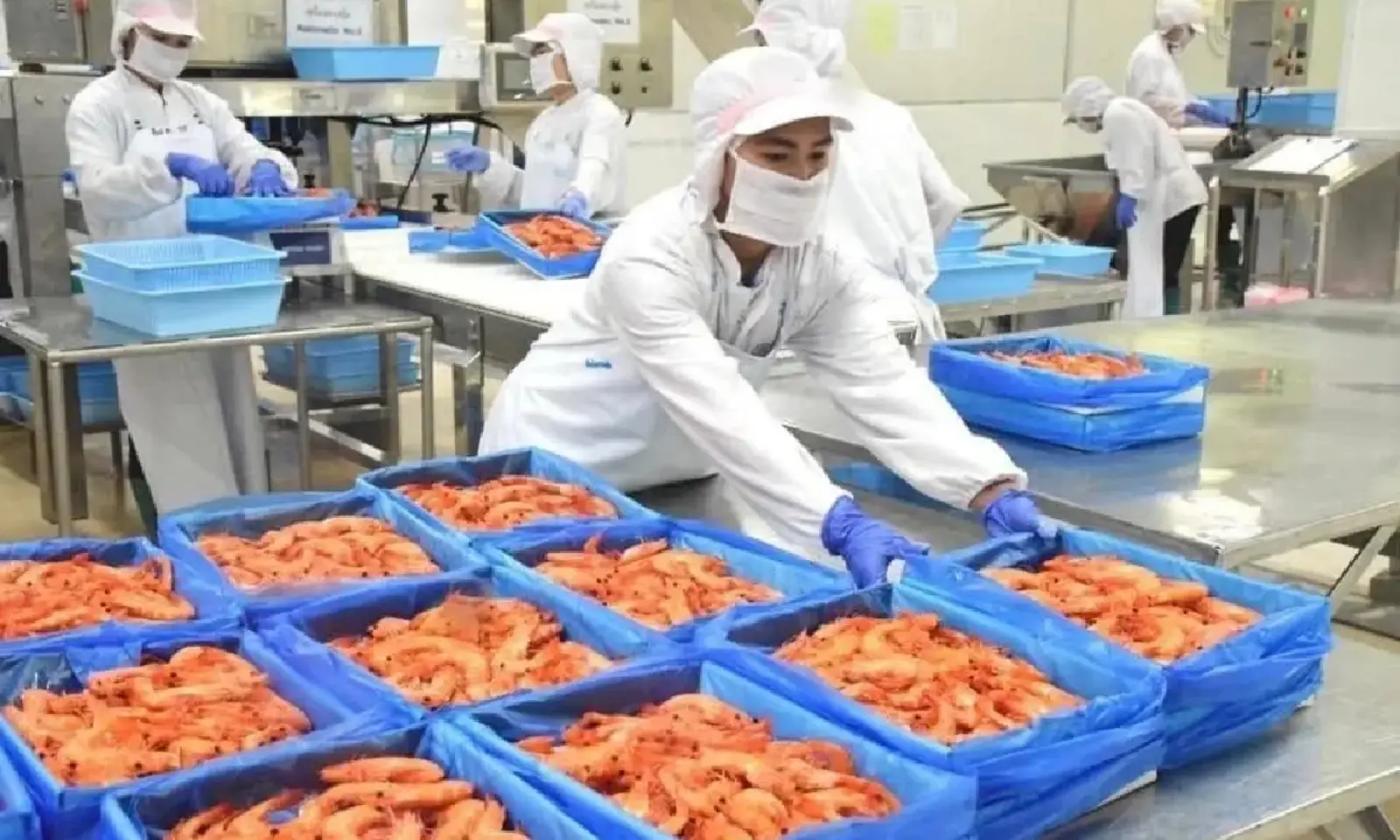 صادرات غذاهای دریایی تایلند به آمریکا امسال در خطر از دست دادن ۴٫۸ میلیارد بات قرار دارد